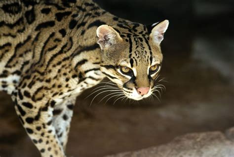 Facts About Ocelots | Live Science