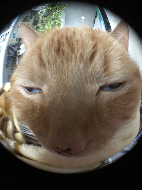 When the fisheye lens does youre cat justice | Cute cats, Funny cute cats, Baby cats