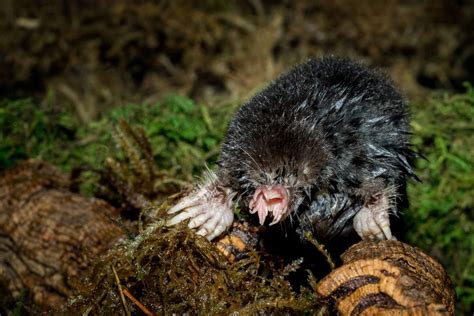 Rare star-nosed mole uncovered | Columnists | swnewsmedia.com