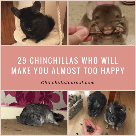 29 Chinchillas Who Will Make You Almost Too Happy - Chinchilla Journal