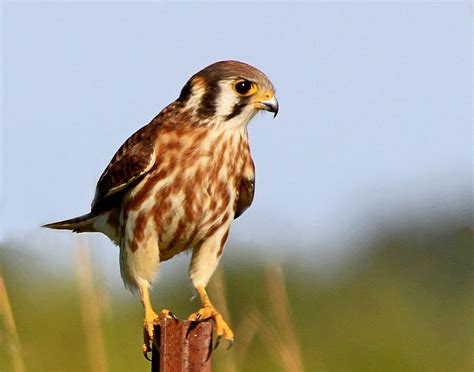 Female American Kestrel Photograph by Ira Runyan