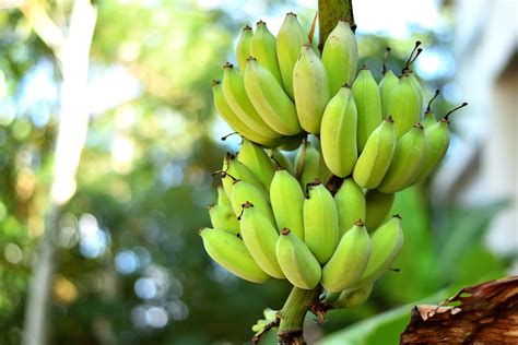 Banana Plants: How to Grow Bananas | Better Homes and Gardens