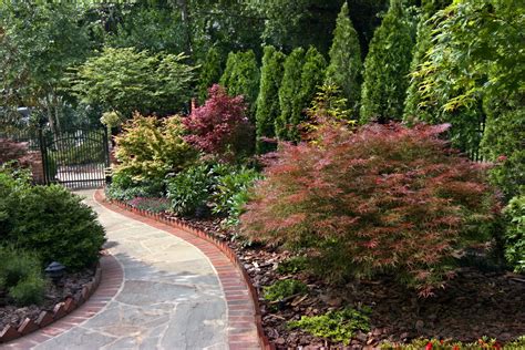 Great Trees and Shrubs for Screening | Merrifield Garden Center