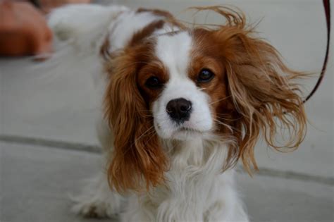 Cavalier King Charles Spaniel Grooming | Canna-Pet®