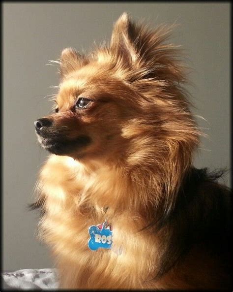 Pomeranian Puppies: Everything You Need to Know | Pomchi Akc | Pomchi Puppies Baby | Pomchi ...