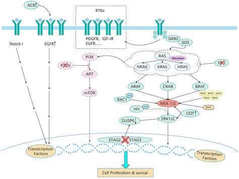 | The resistance pathways of BRAF inhibitor. BRAF mutated tumor cells... | Download Scientific ...