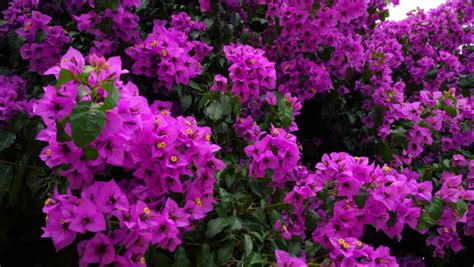 nyctaginaceae bougainvillea glabra purple flowers on Stock Footage Video (100% Royalty-free ...