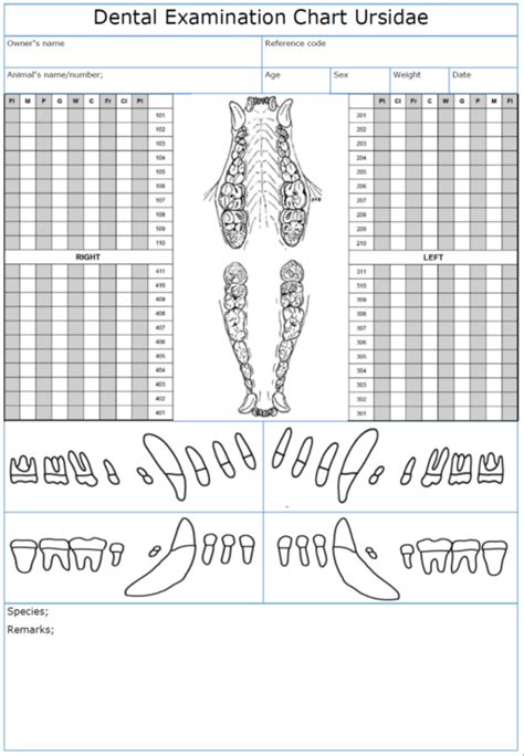 ; Dental chart used for bears | Download Scientific Diagram