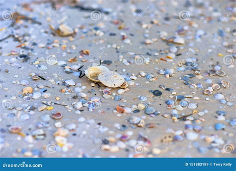 Sand Dollar on Mexico Beach Stock Image - Image of black, round: 151883189