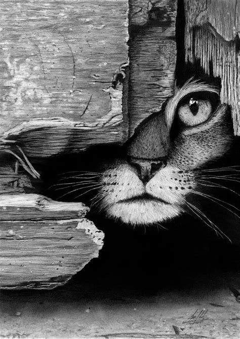 Hiding Cat Realistic pencil drawing made of graphite by Jim Schultz - Drawings by Jim Schu ...