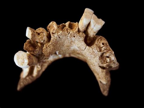 Early Human Mandible Photograph by Javier Truebamsf | Fine Art America