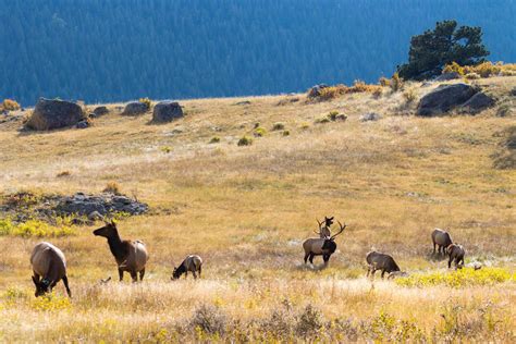 For Predators, Montana's New Wildlife Laws Bring Cloudy Future | MTPR