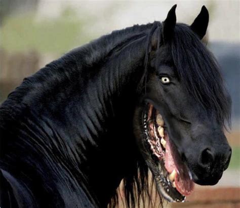 Horse with a dog mouth is terrifying : r/pics