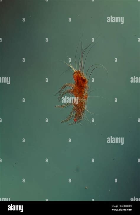 Dust mites under the microscope 100x Stock Photo - Alamy