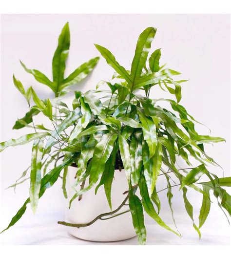 Kangaroo Paw Fern, Microsorum diversifolium: indoor hanging plant.