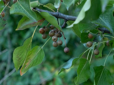 Callery pear – Woody Plants of Ohio