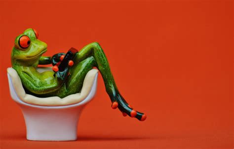 Free Images : sweet, cute, green, red, rest, amphibian, sofa, toy ...
