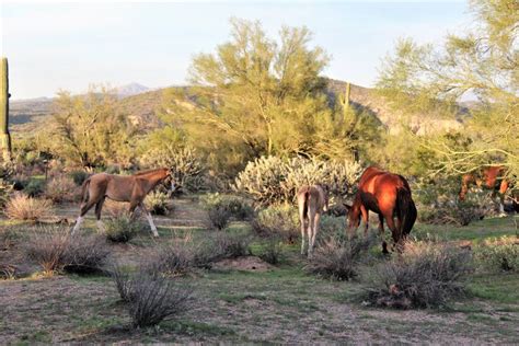 Salt River Wild Horses, in Tonto National Forest, Arizona, United ...