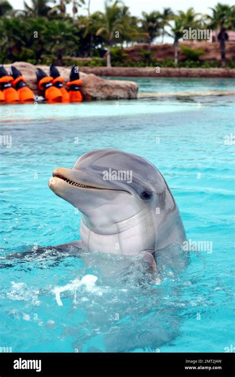 Exclusive!! General view of a dolphin at Dolphin Cay at Atlantis ...