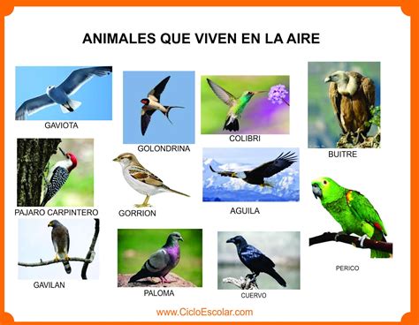 ANIMALES JOHAN 2017