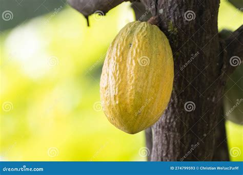 Cacao Bean, Theobroma Cacao Stock Image - Image of plantation ...