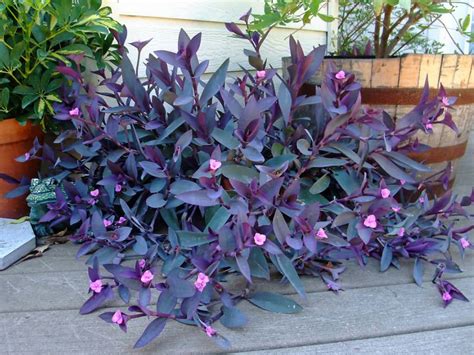 Tradescantia pallida (Purple Heart) - World of Succulents | Hanging ...