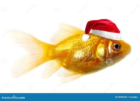 Gold Fish As Santa Claus Stock Photos - Image: 3695593