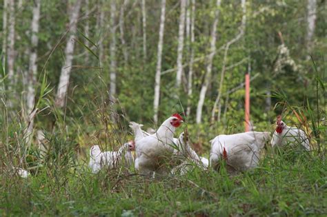 Bresse Chicken | Rare & Heritage Chickens WA USA | Spring Creek ...