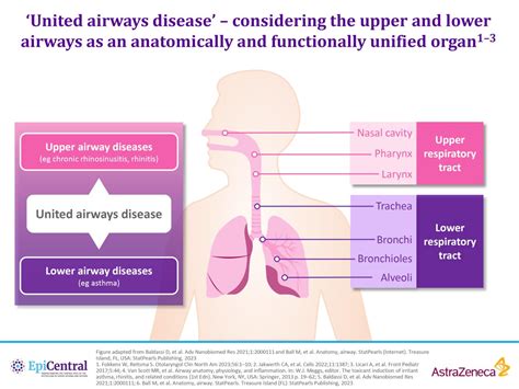 The importance of the epithelium and epithelial cytokines in uniting upper and lower airway ...