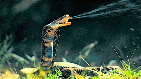 Top 10 Most Venomous Snakes in the World - YouTube