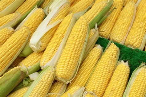 Researchers Discover Simple Way Sweet Corn Growers Could Dramatically Increase Yield