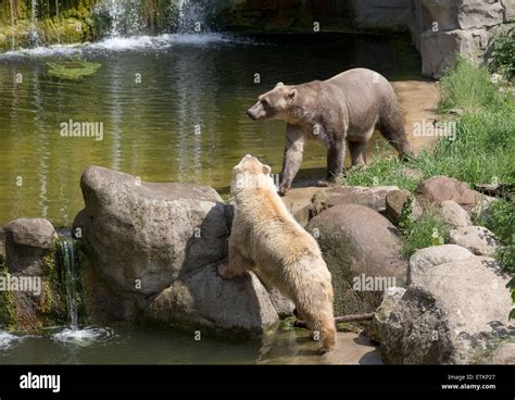 Osnabrueck Zoo, Germany. 11th June, 2015. Hybrid bears Tips (light) and ...