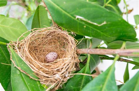 Sparrow bird s egg in nest stock image. Image of wildlife - 68408743