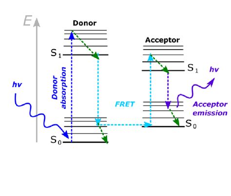 16 The basic principle of FRET Jablonski diagram depicting the ...