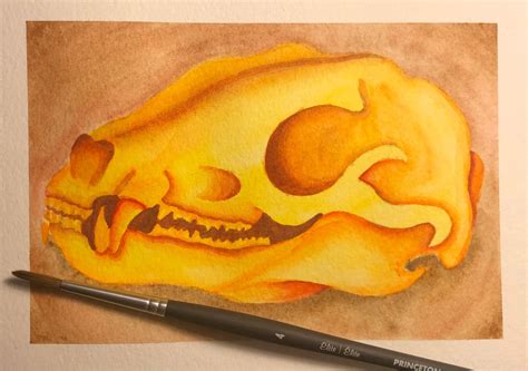 Raccoon Skull | Art Amino