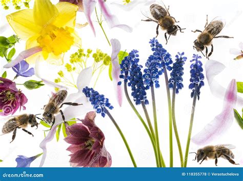 Spring flowers and bees stock photo. Image of fresh - 118355778