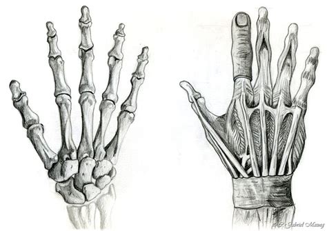 Bildresultat för hands anatomy | Human anatomy drawing, Human anatomy ...