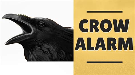 crow sound effect free download - enthusiasticsheet