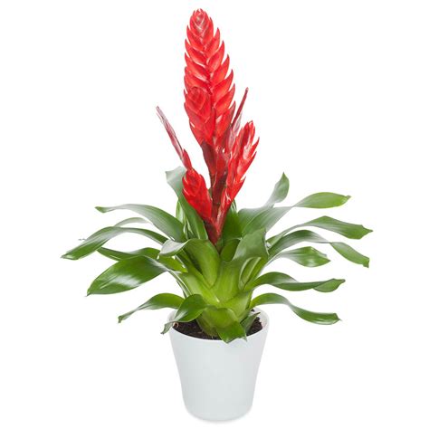 Red Bromeliad | Exotic Plant | Euroflorist