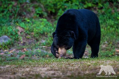 Wild Thailand - Fascination Wildlife