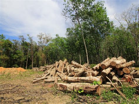 DRC: Butanisation, a solution to reduce deforestation | Afrik 21