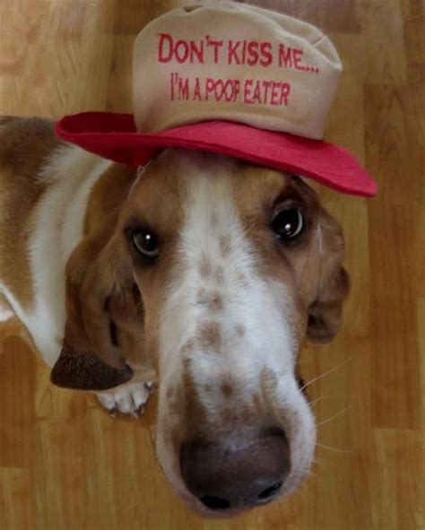 16 Best Basset Hound Memes of the Month | Pet Reader