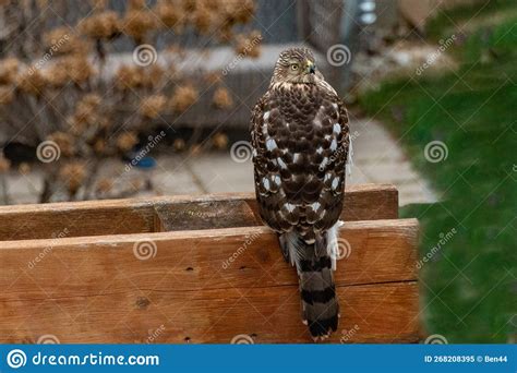 Cooper`s hawk stock image. Image of prey, nature, hawk - 268208395