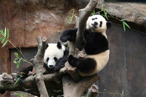 5 Top Places to See Giant Pandas in China - La Vie Zine