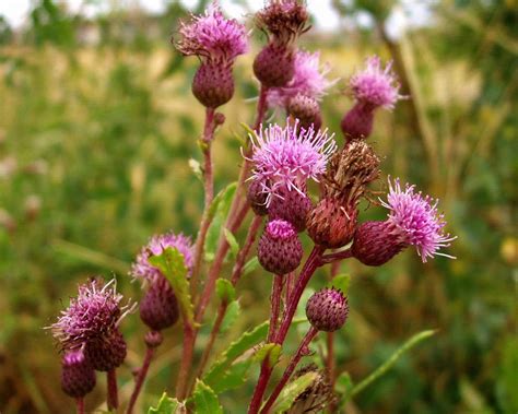 Creeping Thistle (Cirsium arvense) - Tualatin Soil and Water Conservation District