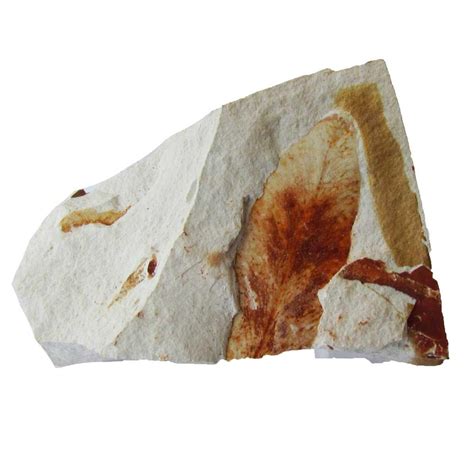 Glossopteris Leaf Fossils For Sale