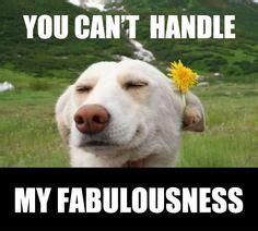 24 Im fabulous memes ;3 ideas | im fabulous, memes, fabulous