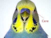 27 Budgie Anatomy ideas | budgies, pet birds, parakeet