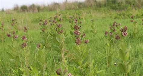 Asclepias syriaca, Common Milkweed at Toadshade Wildflower Farm