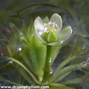 Aldrovanda in flower - Carnivorous Plants in Cultivation - Carnivorous ...